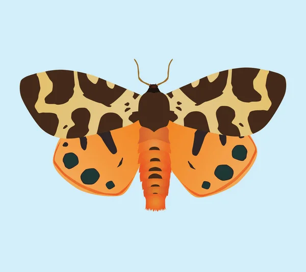 Illustration Une Teigne Tigre Jardin Insecte Est Représenté Les Ailes — Image vectorielle