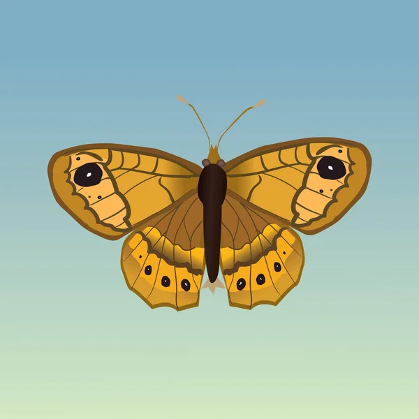 Векторная Иллюстрация Lasiommata Megera Стены Коричневая Бабочка Фон Светло Голубой — стоковый вектор