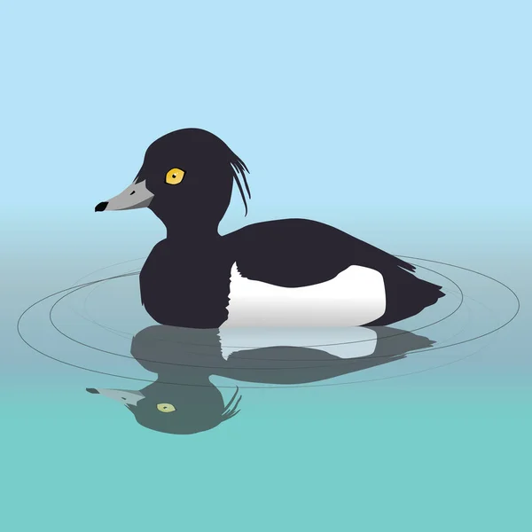 Vector Illustration Male Tufted Duck Swimming Water His Reflection Visible — Stock Vector