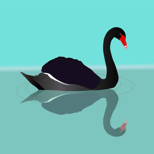 Vector Illustration Black Swan Swimming Water You Can See Reflection — Stock Vector