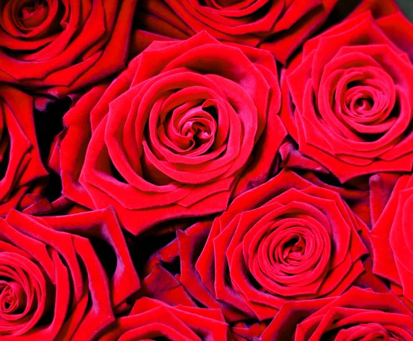 Rote Rosen Closeupein Strauß Roter Rosen Blüht Nahaufnahme Von Oben — Stockfoto