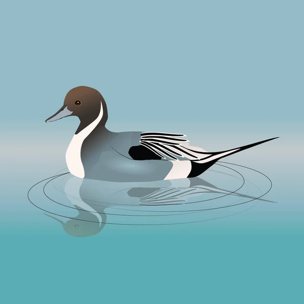 Pintail Norte Pintail Nadando Agua Agua Puede Ver Reflejo Pájaro — Archivo Imágenes Vectoriales