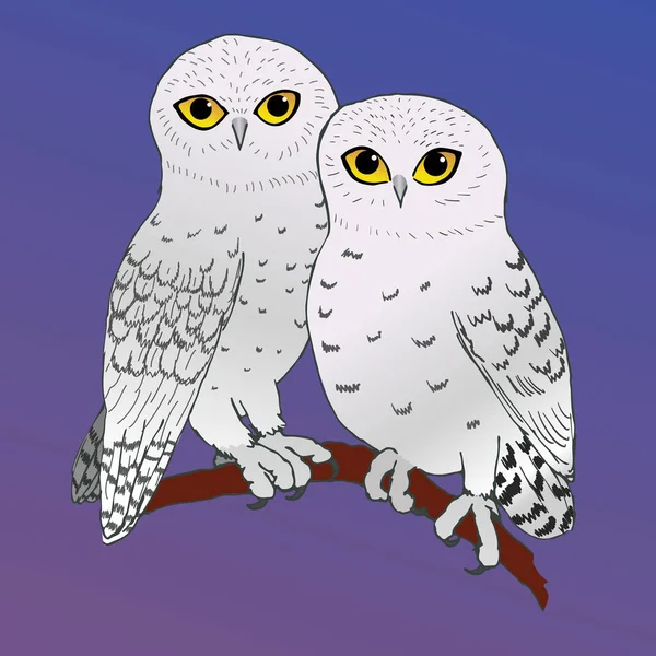 Vector Illustration Two Cute Snowy Owls Sitting Cozy Close Together — Stock Vector