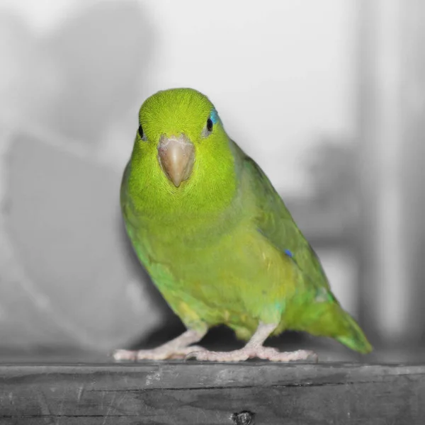 Green Pacific Parrotlet Sitting Wooden Shelf Background Made Black White — Stock Photo, Image