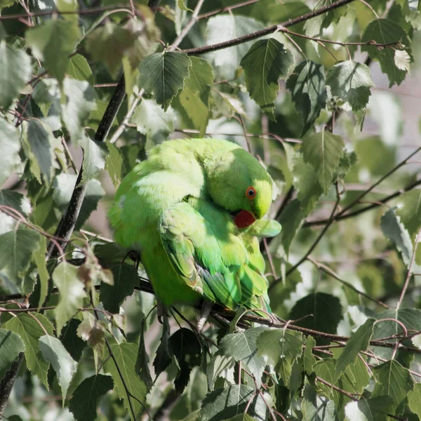 Rose Ringed Parakeet Broad Leaf Tree Busy Preening Itself Bird — Stock Photo, Image