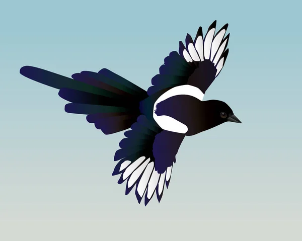 Eine Vektorillustration Einer Fliegenden Elster Man Sieht Den Vogel Von — Stockvektor