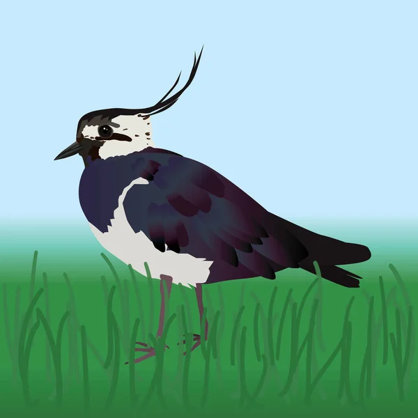 Vector Illustration Northern Lapwing Bird Walking Field Grass — Stock Vector