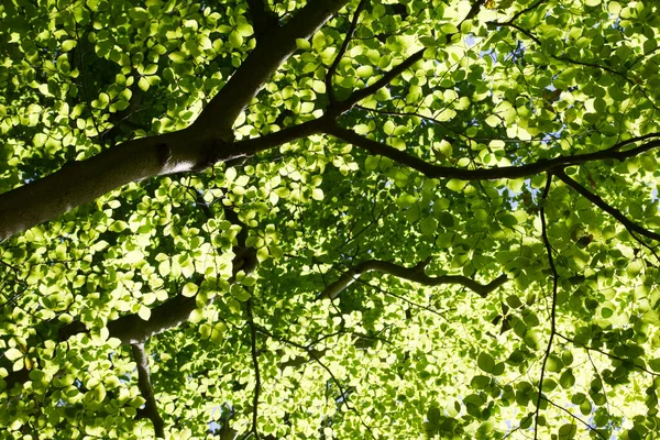 The canopy of a European beech or common beech. Shot from below. The sunlight is shining through the leafs.