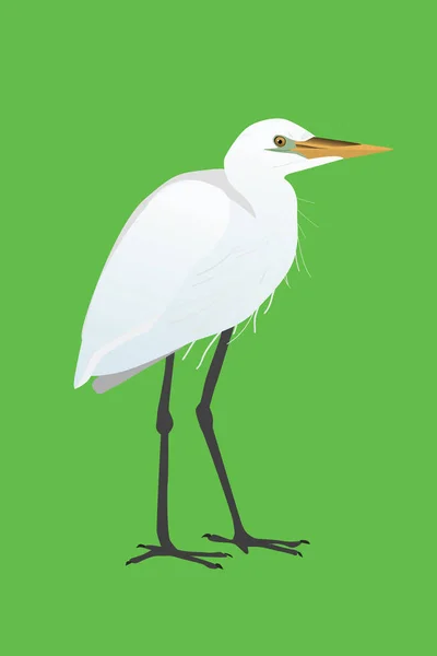 Vector Illustration Great Egret Bird Standing Relaxed Pose His Neck — Vector de stock