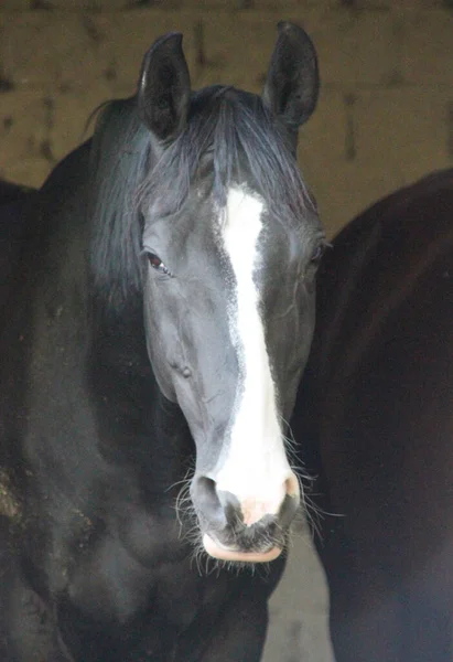 Portrait Horse His Head Black Whit White Blaze — 图库照片