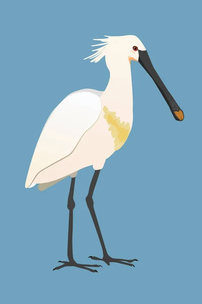 ユーラシアのスプーンビルや一般的なスプーンビルのベクトル図 鳥は立っていて あなたは彼の側から鳥を見る 彼は右を探している 青い背景で切り取る — ストックベクタ