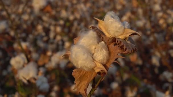 Schöne Knospe Der Baumwollblume Israel — Stockvideo