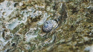 Akdeniz sahilinde benekli deniz salyangozları.