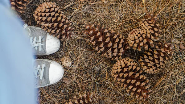 Conos Pino Grandes Bajo Los Pies — Foto de Stock