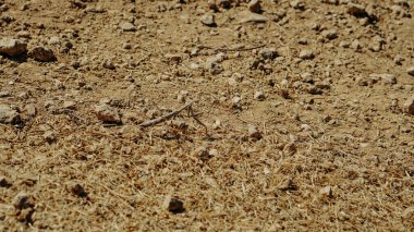 İsrail 'de çölde kahverengi peygamber devesi