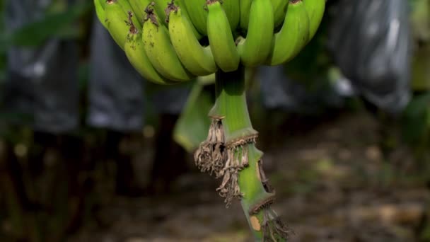 Lots Green Bananas Branch — Stock Video