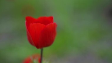 İsrail 'de Kızıl Anemon Çiçeği