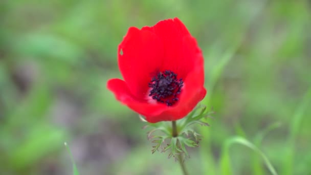 Kızıl Anemon Çiçeğine Yakın Çekim — Stok video