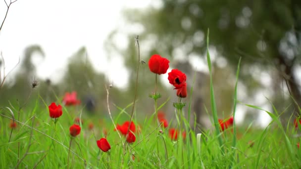Parlak Kırmızı Anemon Çiçek Tarlası — Stok video