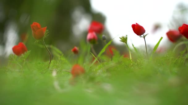 Ljusröd Anemon Blommor Fältet — Stockvideo