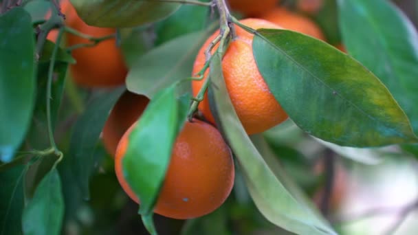 Juicy Mandarins Branch — Stock Video