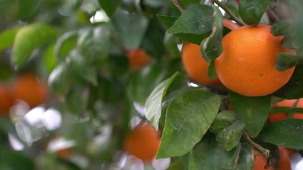 Mandarines Mûres Sur Les Branches Israël — Video