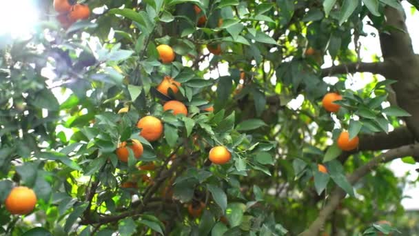 Lot Mandarins Tree Israel — Stock Video