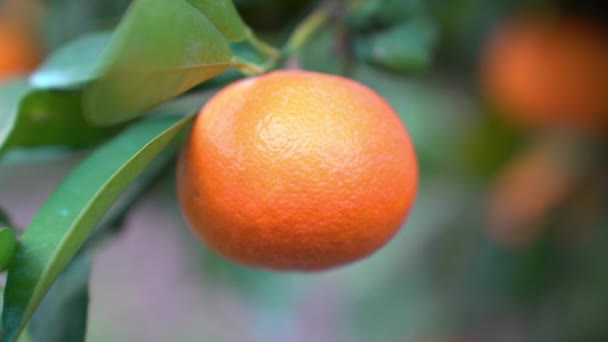 Juicy Ripe Tangerine Grows Tree — Stock Video