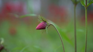 İsrail, Sderot yakınlarındaki tarlada Anemone çiçeği