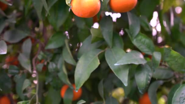 Сочные Спелые Плоды Мандаринном Дереве — стоковое видео