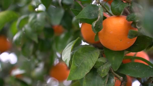 Large Orange Mandarins Plantation Israel Winter — Stock Video