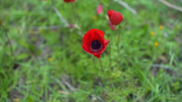 Anemone Flower Bloom Israel — Stock Video