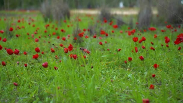 Gran Campo Anémonas Flores Invierno Israel — Vídeo de stock