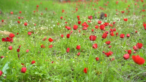 Rode Anemonen Bloeien Winter Het Veld — Stockvideo