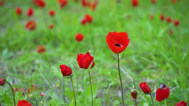 Krásné Květy Červené Sasanky Izraeli — Stock video