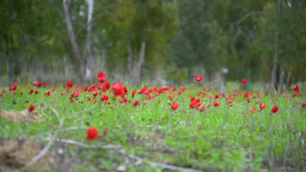 Veld Van Anemone Sderot Israël — Stockvideo