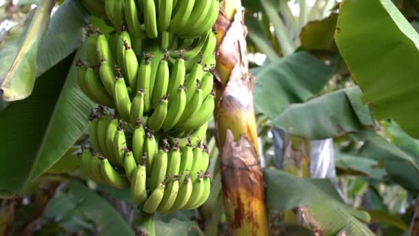 Video Green Banana Bunch — Stock Video