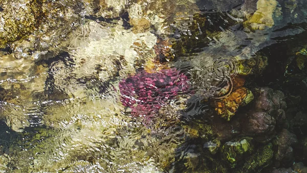 Pink coral under water in the Red Sea in Israel