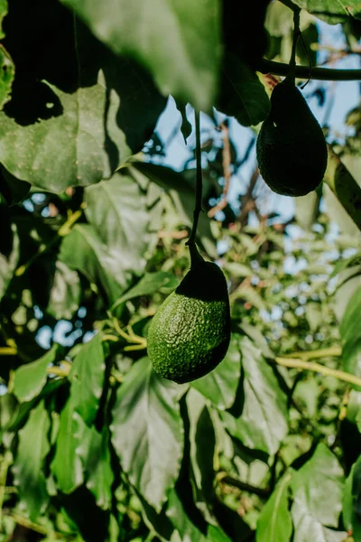 Avocado on a branch in the sun