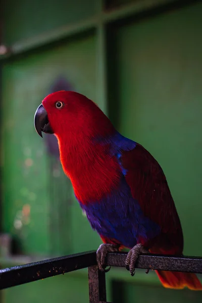 Piękna Czerwono Fioletowa Papuga — Zdjęcie stockowe