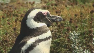Penguen Patagonya '