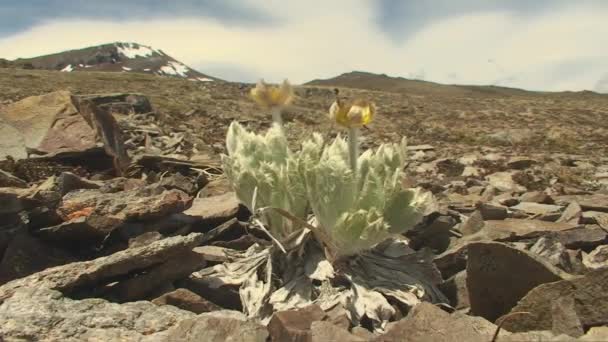 Flores silvestres en el desierto de patagonia — Vídeos de Stock