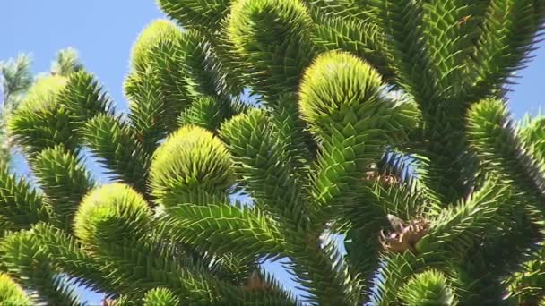 Araucaria träd, närbild — Stockvideo