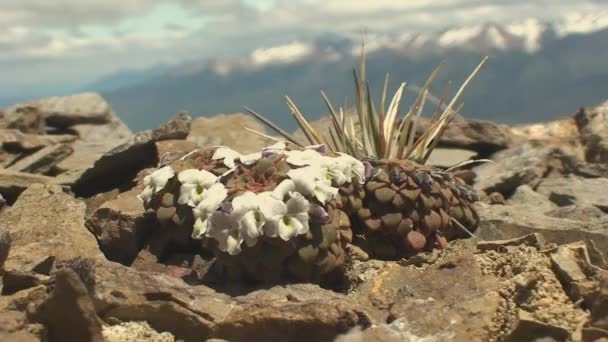 Flores silvestres no deserto da patagônia — Vídeo de Stock