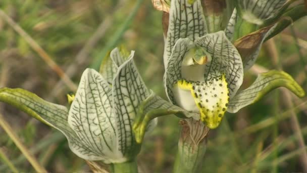 Green orchid, Patagonia — Stock Video