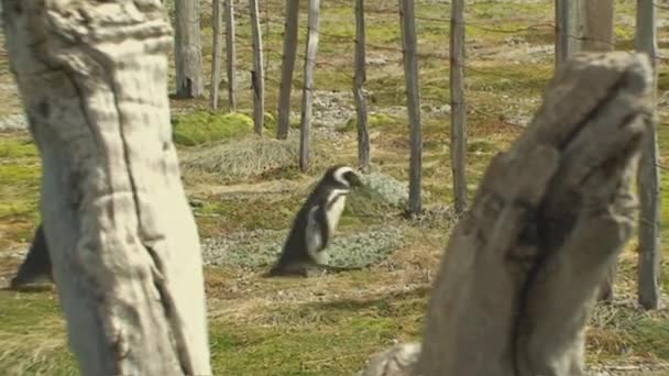 Pinguins ambulantes na Patagônia — Vídeo de Stock