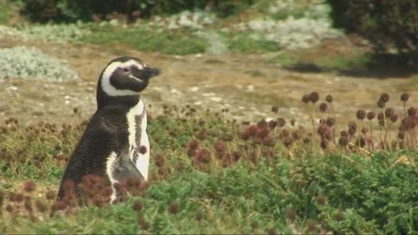 Пингвин в Патагонии — стоковое видео