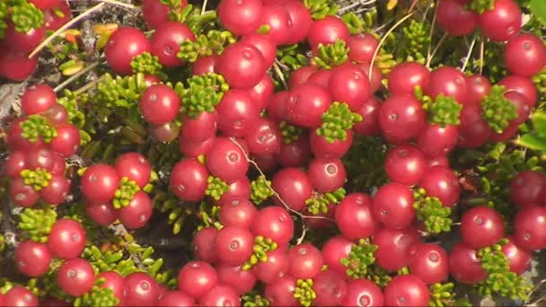 Murtilla - south american berries — Stock Video