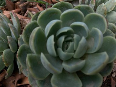 Rosa de al astro yakın bir görüntüde sulu