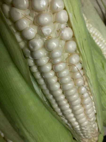 Fresh Cub Corn Big Grains — Foto de Stock